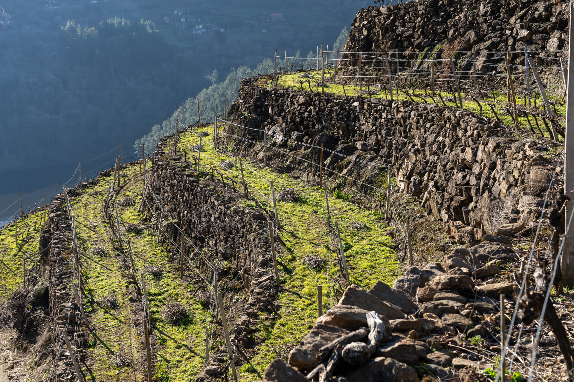 Viñedos Finca Míllara