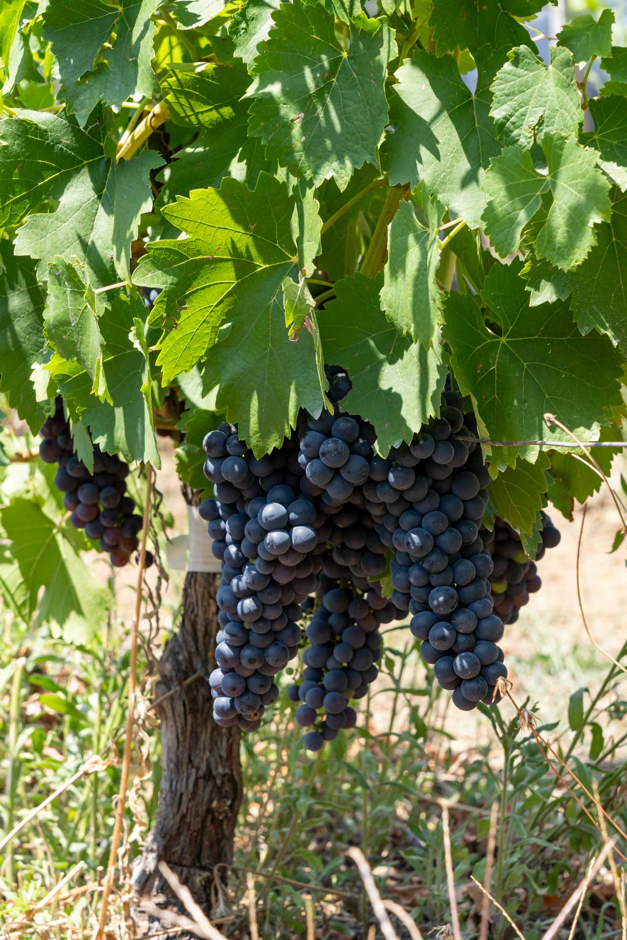 Foto uvas - Finca Míllara