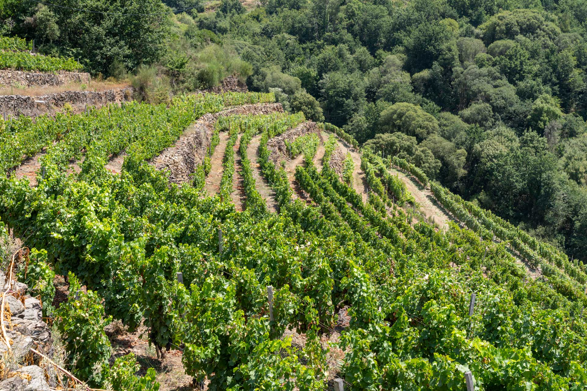 A Galera - Viñedos Finca Míllara