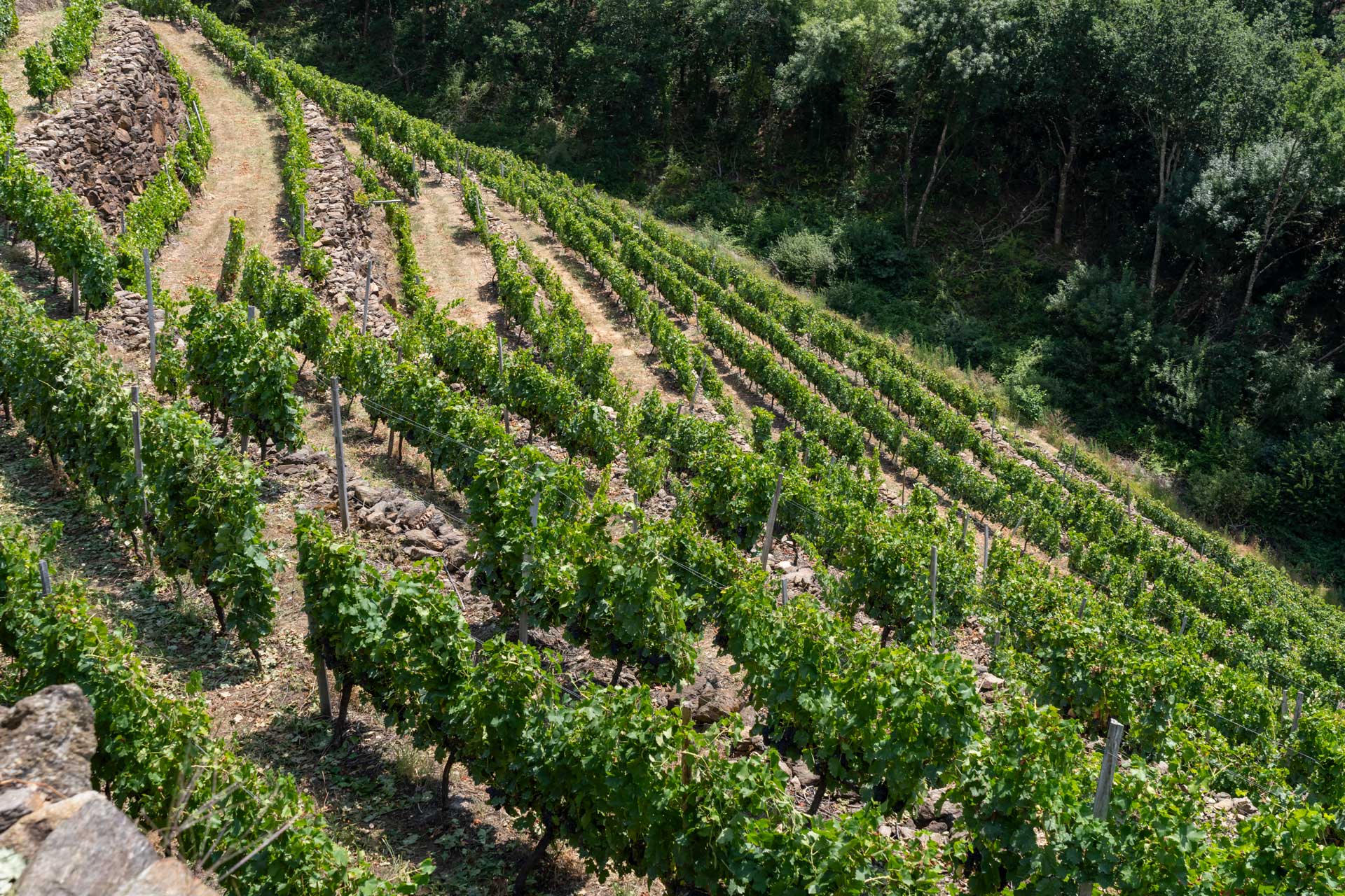 Sousón - Viñedos Finca Míllara